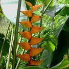 Garden Plant Heliconia Bourgaeana
