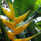 Garden Plant Heliconia Bihai Yellow Dancer