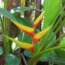 Garden Plant Heliconia Bihai Nappi Yellow
