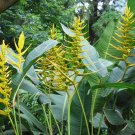 Garden Plant Heliconia Angusta Yellow Christmas