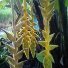 Garden Plant Heliconia Xanthovillosa Shogun