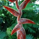 Garden Plant Heliconia Vellerigera She Kong