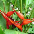 Garden Plant Heliconia Stricta Bucky
