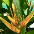 Garden Plant Heliconia Spathocircinata Golden Torch
