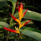 Garden Plant Heliconia Schumaniana San Lorenzo