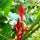 Garden Plant Heliconia Schiedeana
