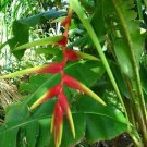 Garden Plant Heliconia Riopalenquensis