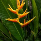 Garden Plant Heliconia Psitticorum Nickeriensis