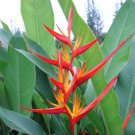 Garden Plant Heliconia Psitticorum Keanea Red