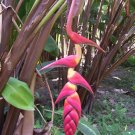 Garden Plant Heliconia Pogonatha