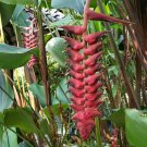 Garden Plant Heliconia Pogonantha Bush Master
