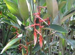 Garden Plant Heliconia Pendula Red Waxy