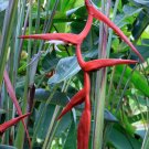 Garden Plant Heliconia Pendula Frosty
