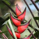 Garden Plant Heliconia Orthotricha Edge of Night