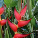 Garden Plant Heliconia Orthotricha / Stricta Oriole Orange