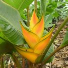 Garden Plant Heliconia Orthotricha / Stricta Dorado Gold
