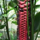 Garden Plant Heliconia Mariae Beefsteak