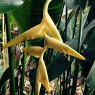 Garden Plant Heliconia Marginata Lutea
