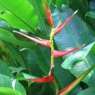 Garden Plant Heliconia Lathispatha x Psitticorum Carmasita