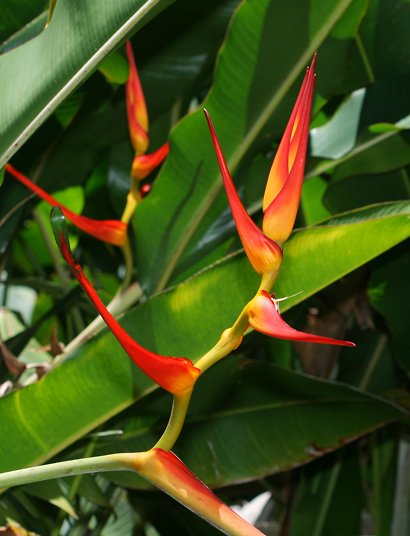 Garden Plant Heliconia Lathispatha Red/Yellow Gyro
