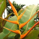 Garden Plant Heliconia Lathispatha Orange Gyro