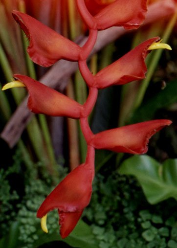 Garden Plant Heliconia Excelsa