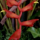 Garden Plant Heliconia Excelsa