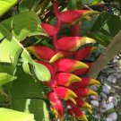 Garden Plant Heliconia Dwarf Rostrata