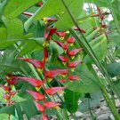 Garden Plant Heliconia Collinsiana