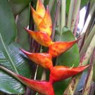 Garden Plant Heliconia Champneiana Splash