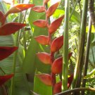 Garden Plant Heliconia Champneiana Maya Blood