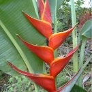 Garden Plant Heliconia Caribaea x Bihai Kawauchi