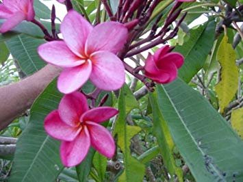 Garden Plant Grove Farm