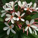 Garden Plant Dwarf Obtusa Singapore Pink