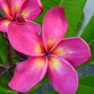 Garden Plant Duke Red