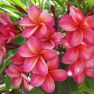 Garden Plant Donald Angus