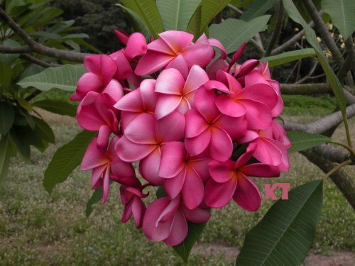 Garden Plant Charlotte Ebert