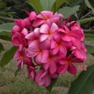 Garden Plant Charlotte Ebert