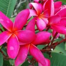Garden Plant Cerise