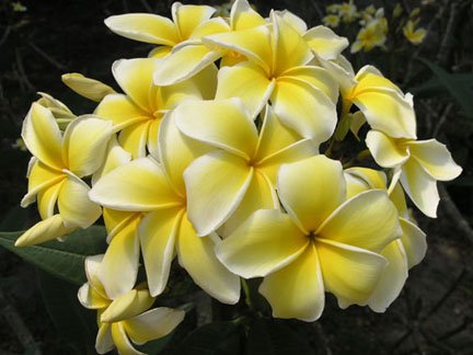 Garden Plant Celadine