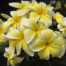 Garden Plant Celadine