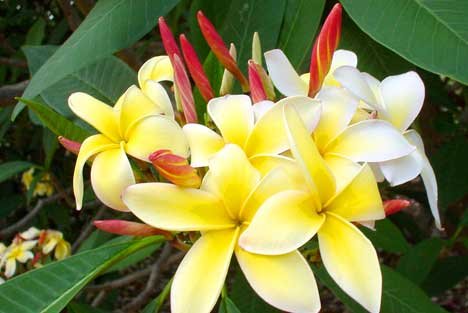 Garden Plant Yellow Rooted Cutting