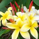 Garden Plant Yellow Rooted Cutting