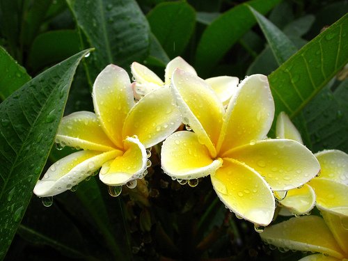 Garden Plant Yellow Cutting