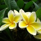 Garden Plant Yellow Cutting