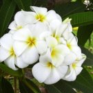 Garden Plant White Rooted Cutting