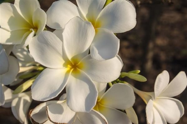 Garden Plant White Cutting