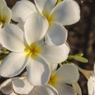 Garden Plant White Cutting