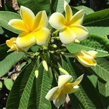 Garden Plant Thorton Lemon Drop