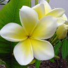 Garden Plant Sunshine Texas